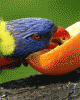 anim176220mobildesign.atw.hu_0350.gif